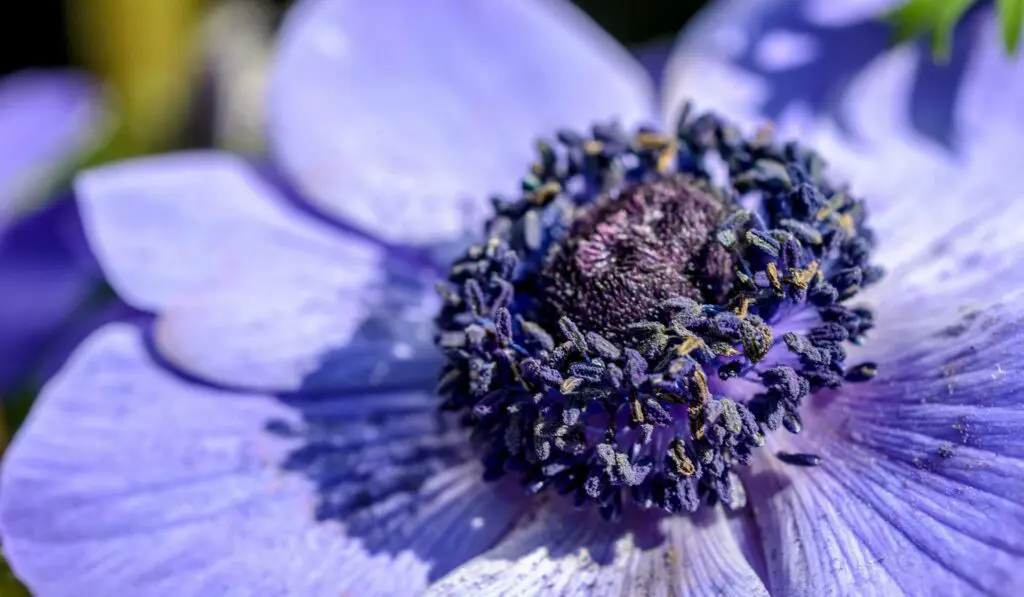 Blumen Anemone in München Obergiesing