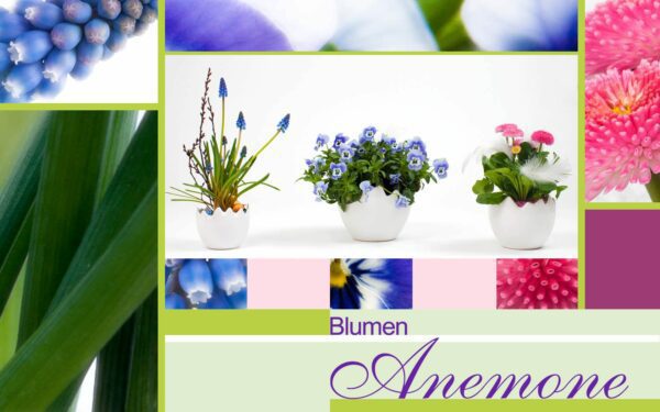 Floristik bei Blumen Anemone
