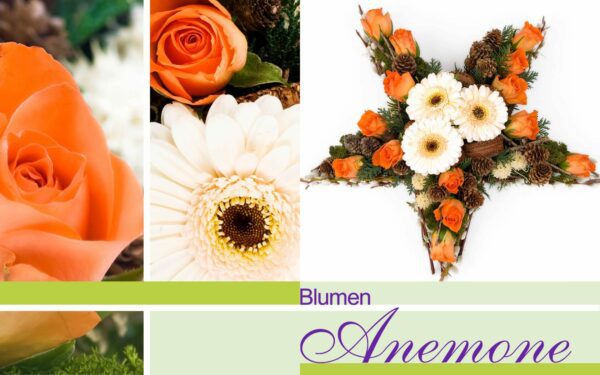 Blumengesteck Stern mit Rosen in orange bei Blumen Anemone