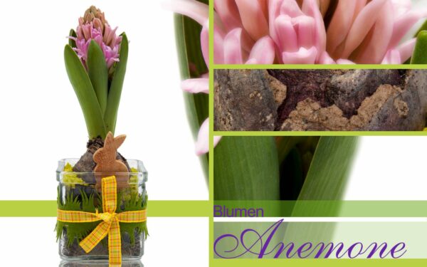 Hyazinthe bei Blumen Anemone in Obergiesing