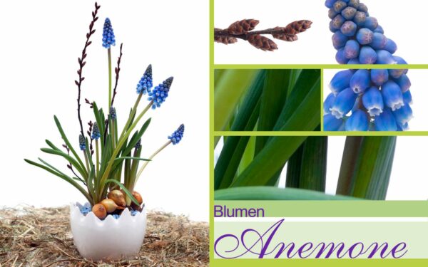 Muscari bei Blumen Anemone in München