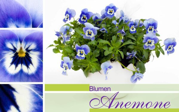 Stiefmütterchen bei Blumen Anemone
