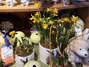 Narzissen österlich dekoriert