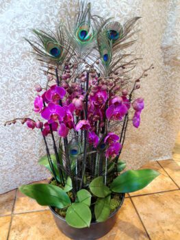 Orchideen mit Pfauenfedern